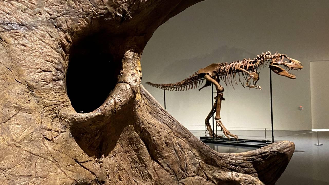 Dev T. Rex fosili "Gus", 50,1 milyon dolarlık satışla açık artırma rekoru kırdı