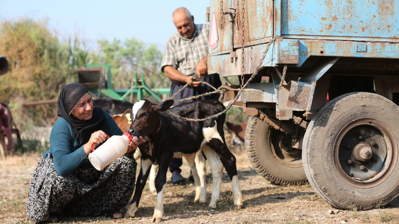 Kırk yıllık besici çift, nadir görülen üçüz buzağılarla mutluluk yaşadı