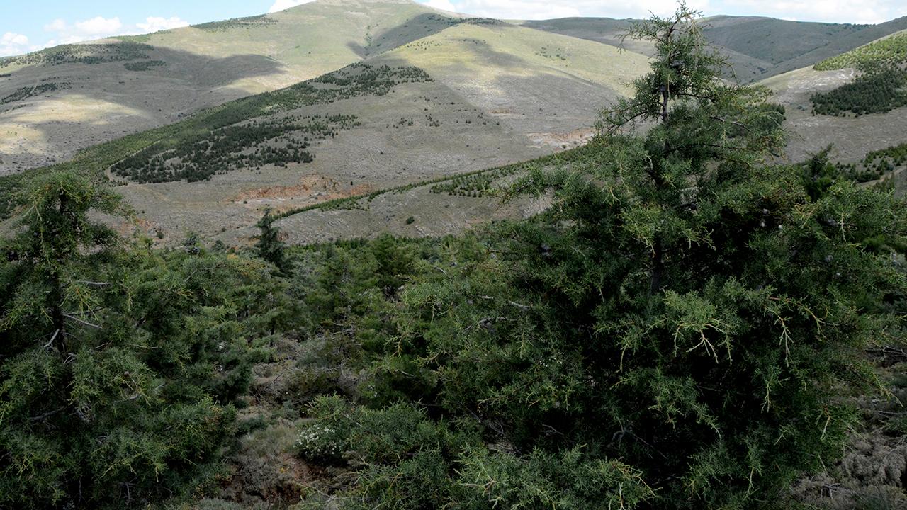 Çanakkale'de yangın tedbirleri kapsamında biçerdöver kullanımına saat sınırlaması