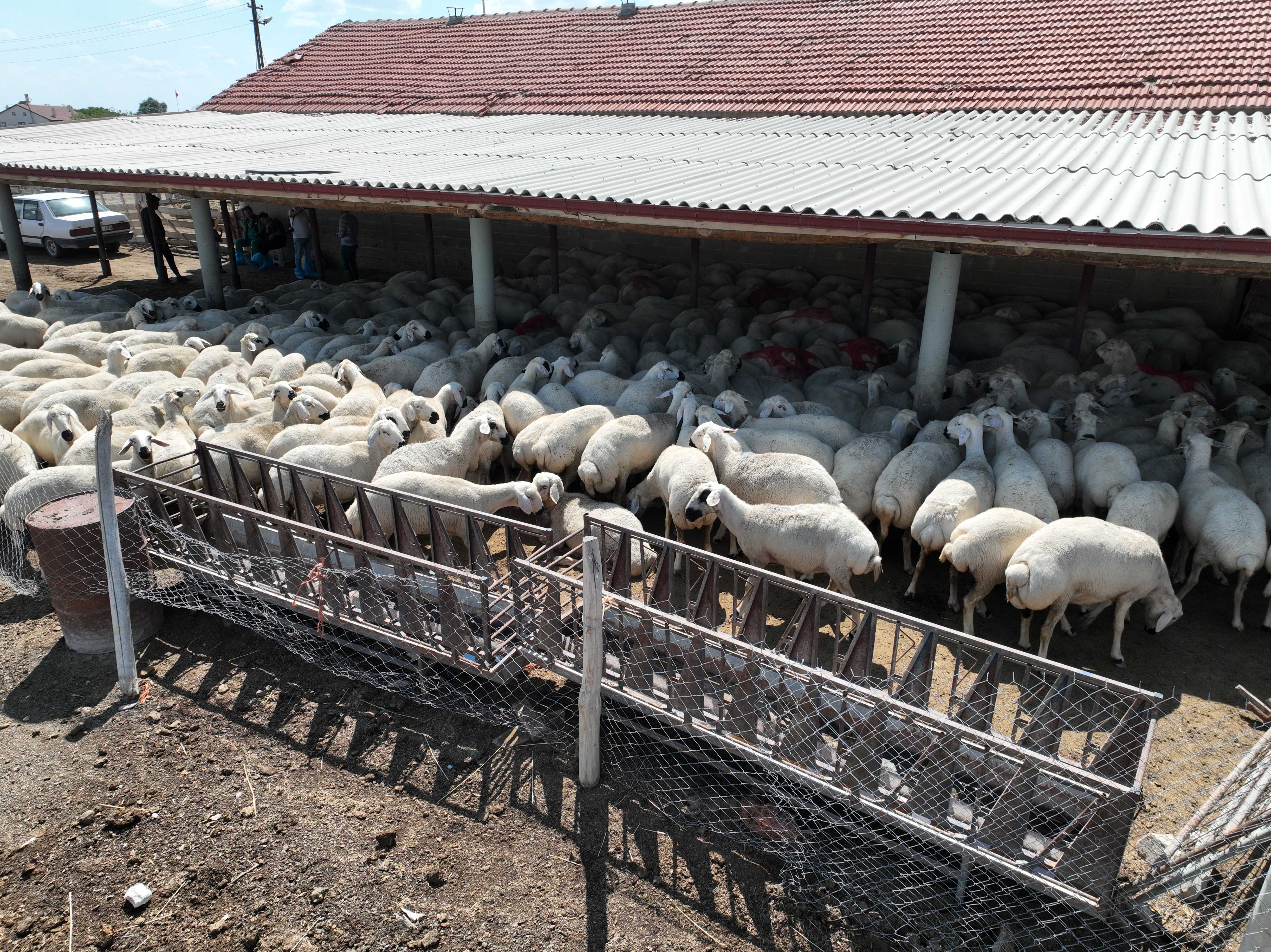 Konya’da hayvan yetiştiricilerine ücretsiz eğitim ve teknik destek - Detay görseli 2